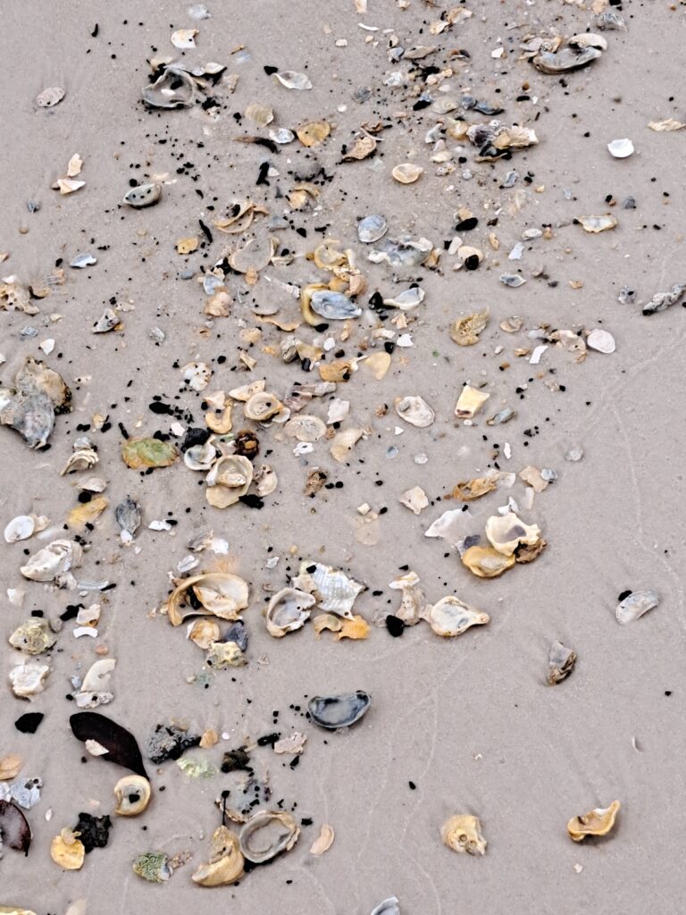 Mississippi Sea Shells
