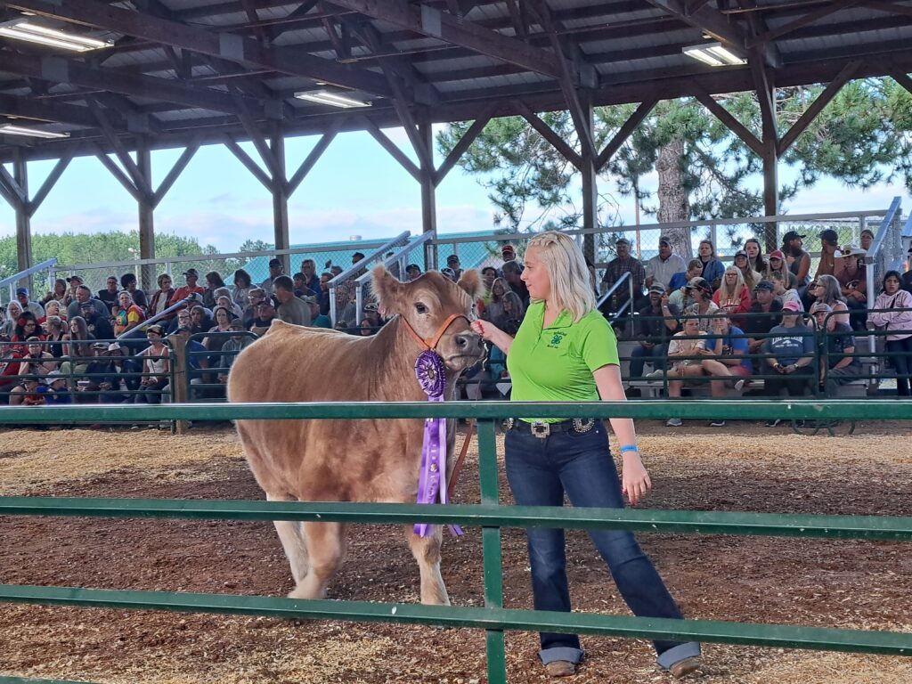 Livestock auction in Bayfield County.