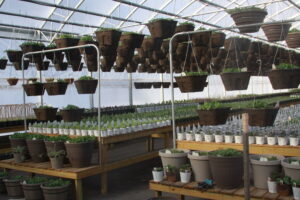 Peterson Greenhouse